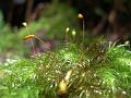 Minature world in a mossy log, Binna Burra IMGP1529